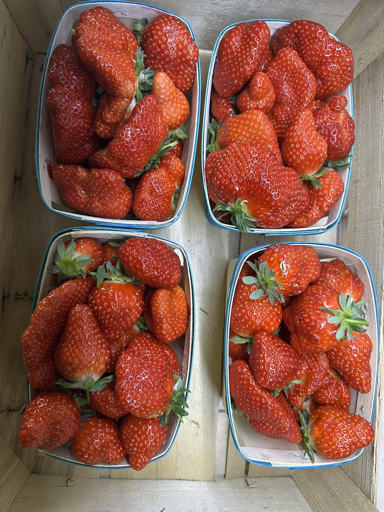 Fraises — La Ferme du Vidalet