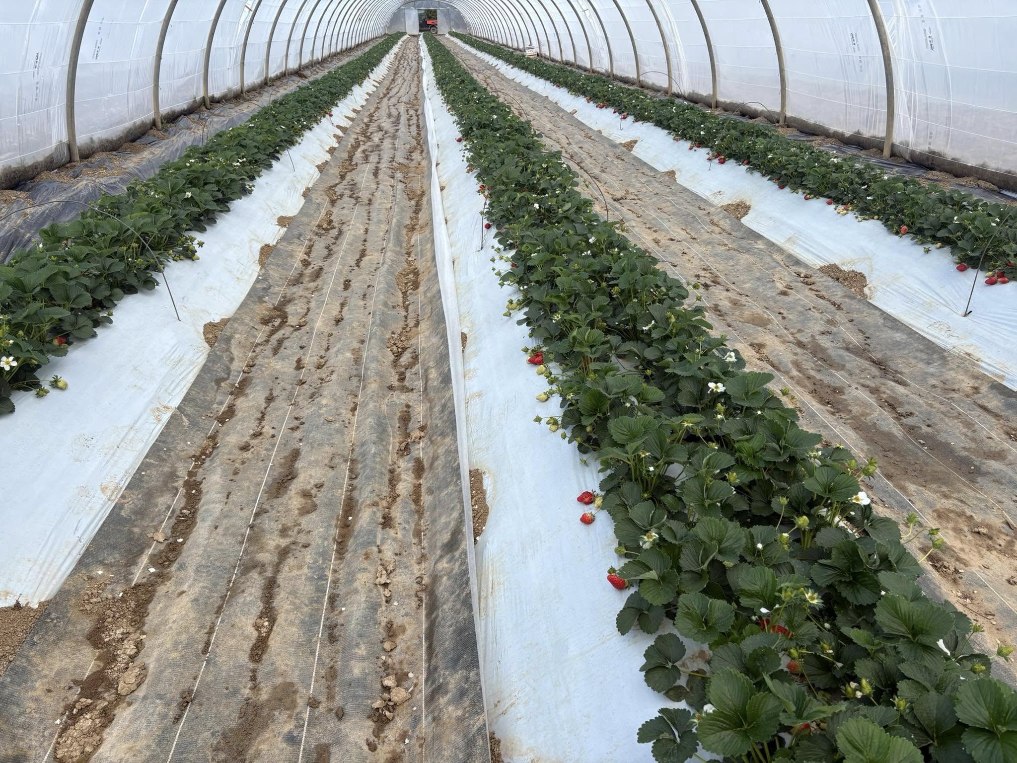 Rangs de fraisiers en pleine production sous les serres de la Ferme du Vidalet à Pertuis