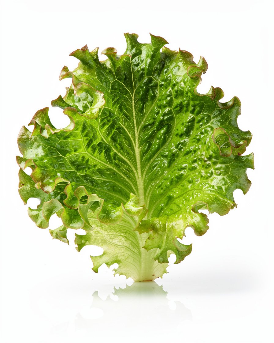 Salade verte fraîche entière