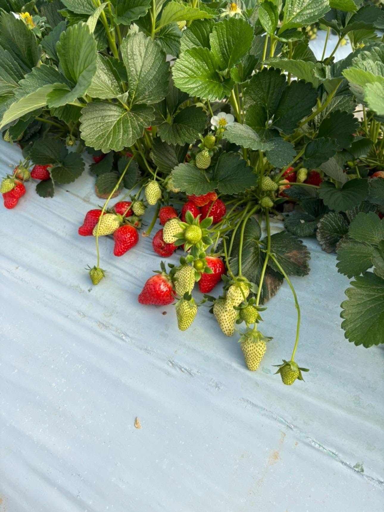 Fraises mûres suspendues au plant