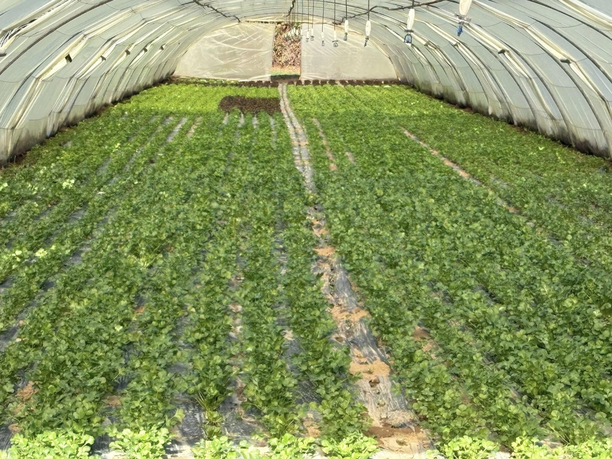 Serre remplie de jeunes salades en rangs serrés