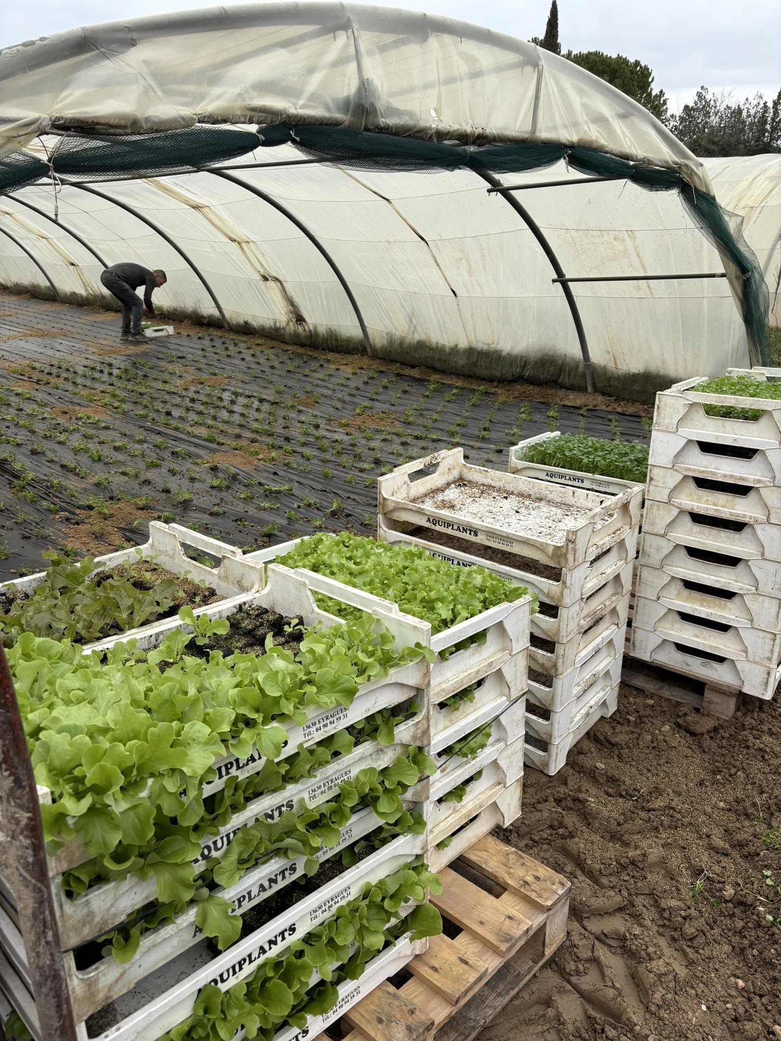 Cagettes de salades fraîchement récoltées, le maraîcher au travail dans la serre derrière