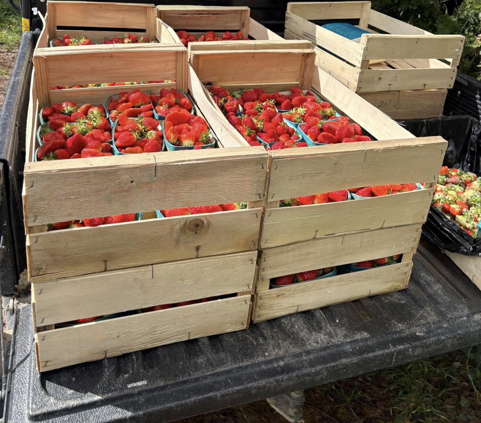 Cagettes de fraises fraîchement récoltées